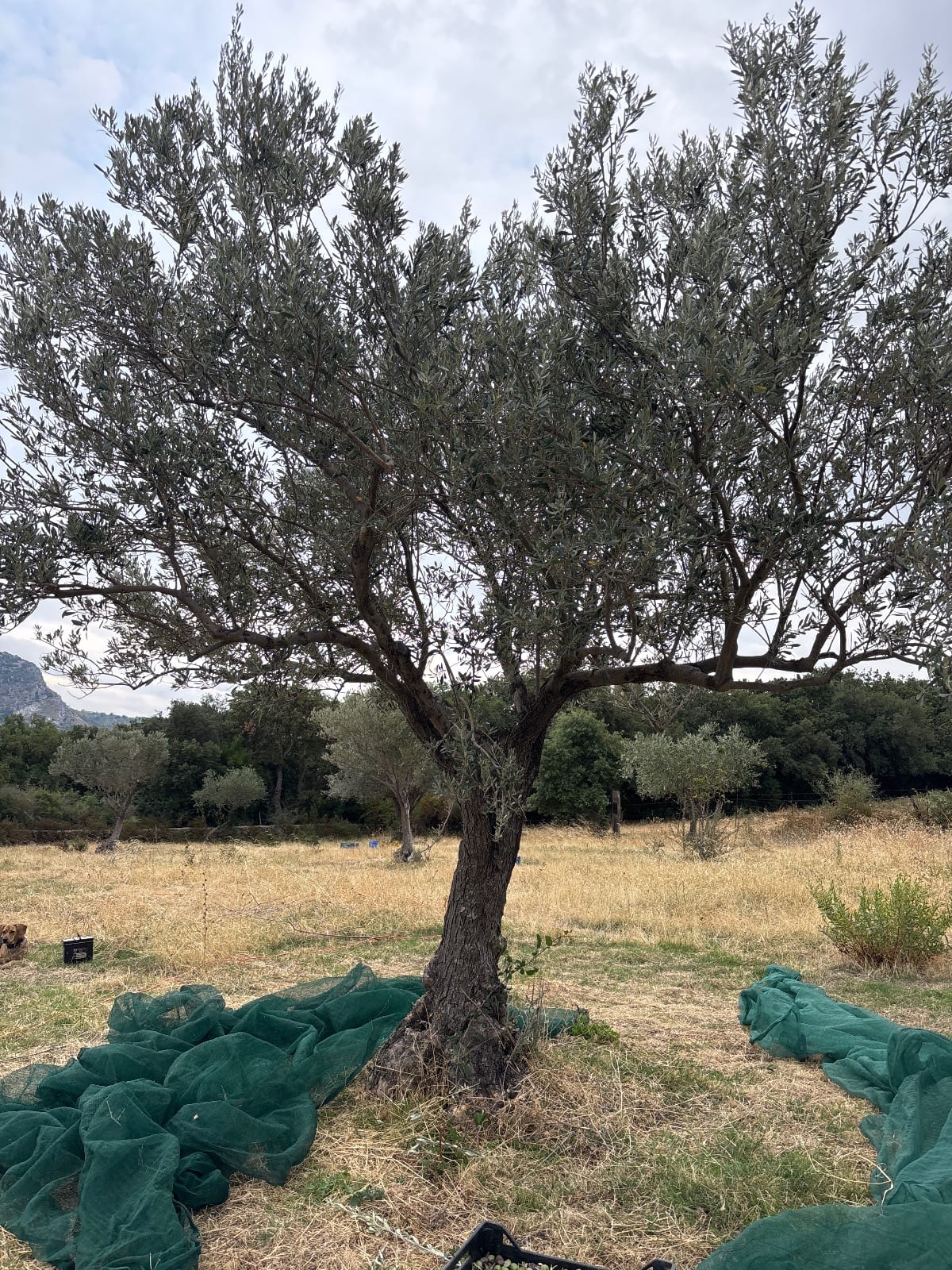 Olivo 10 · Olivo