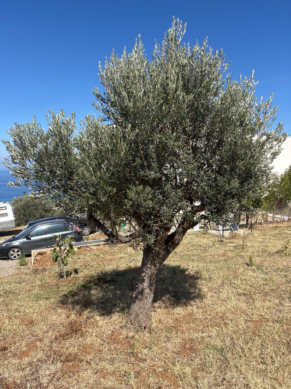 Ulivo 04 · Ulivo