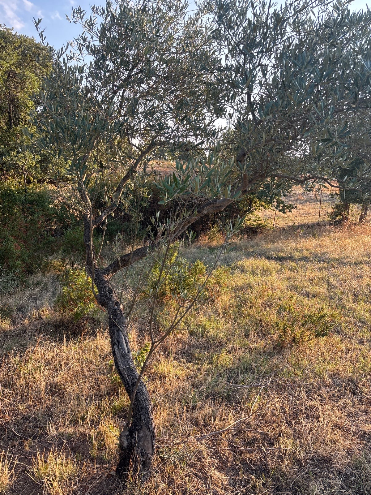 Ulivo · Ulivo